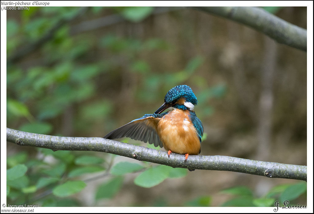 Common Kingfisher male adult