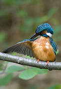 Common Kingfisher