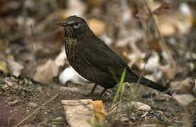 Common Blackbird