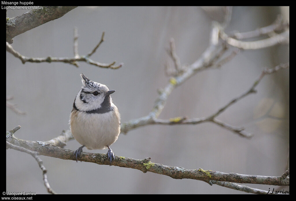 European Crested Tit