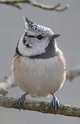 European Crested Tit