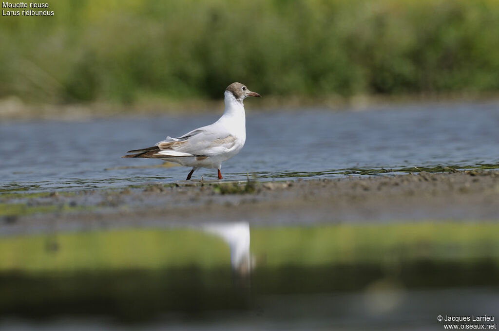 Mouette rieuse