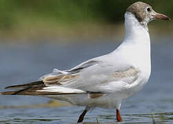 Black-headed Gull