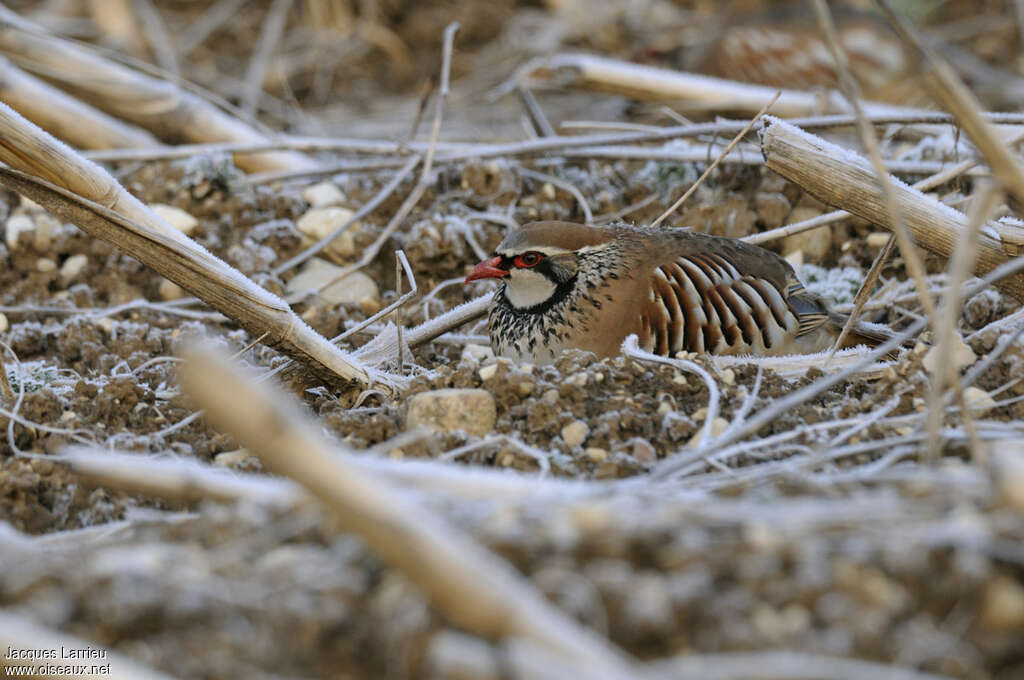 Perdrix rougeadulte, camouflage, Nidification