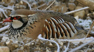 Red-legged Partridge