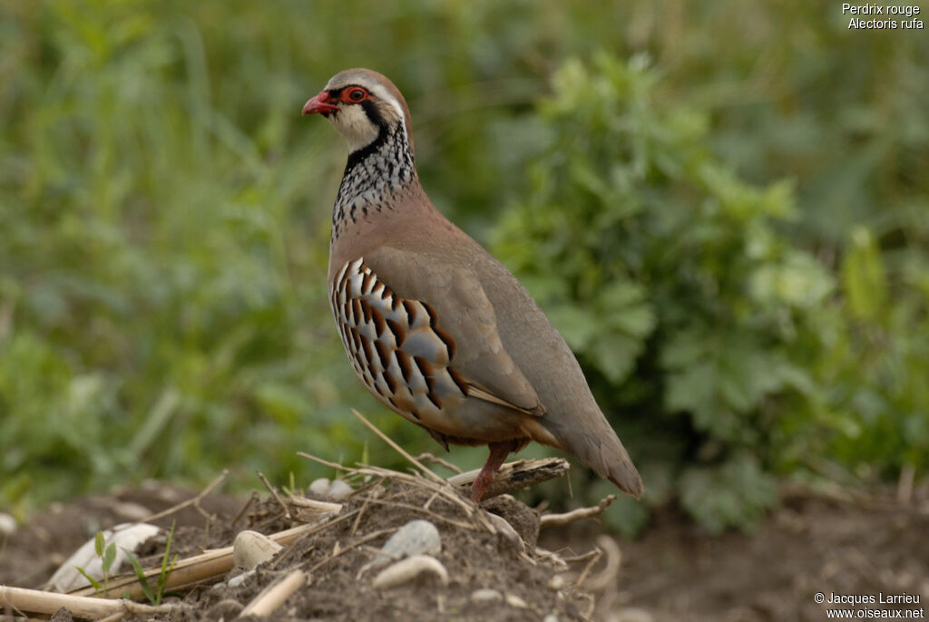 Perdrix rouge