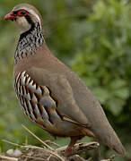 Red-legged Partridge