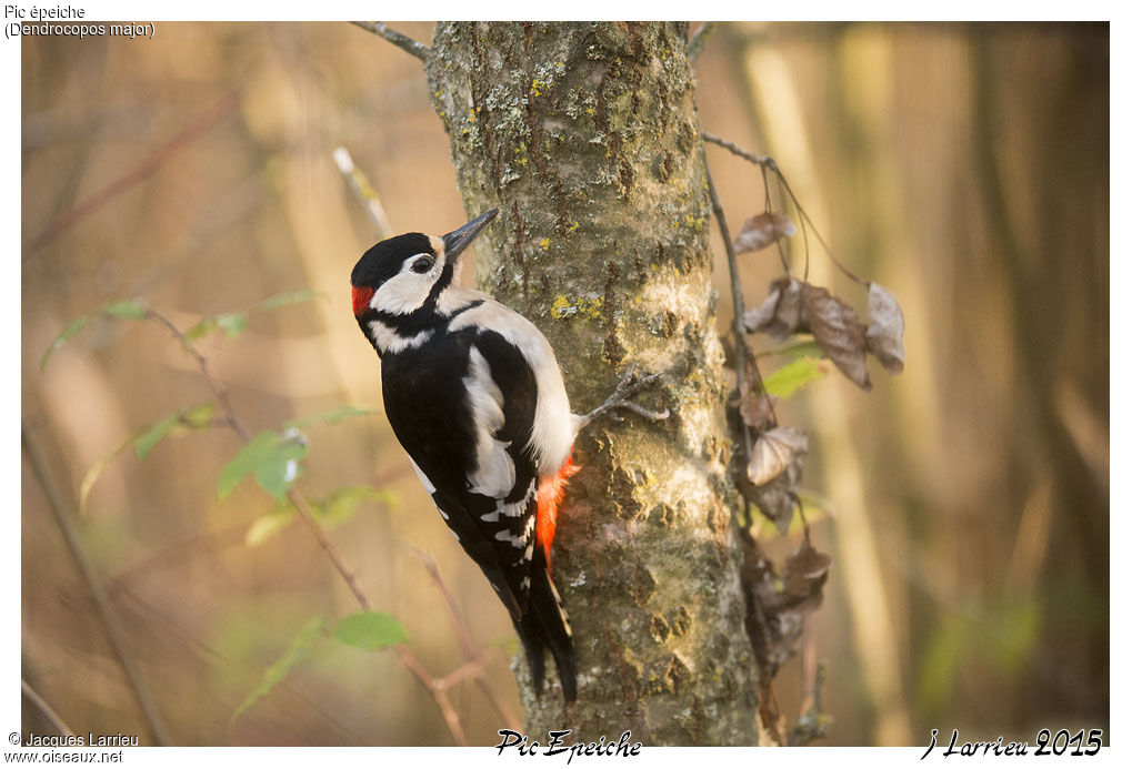 Great Spotted Woodpecker