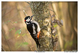 Great Spotted Woodpecker