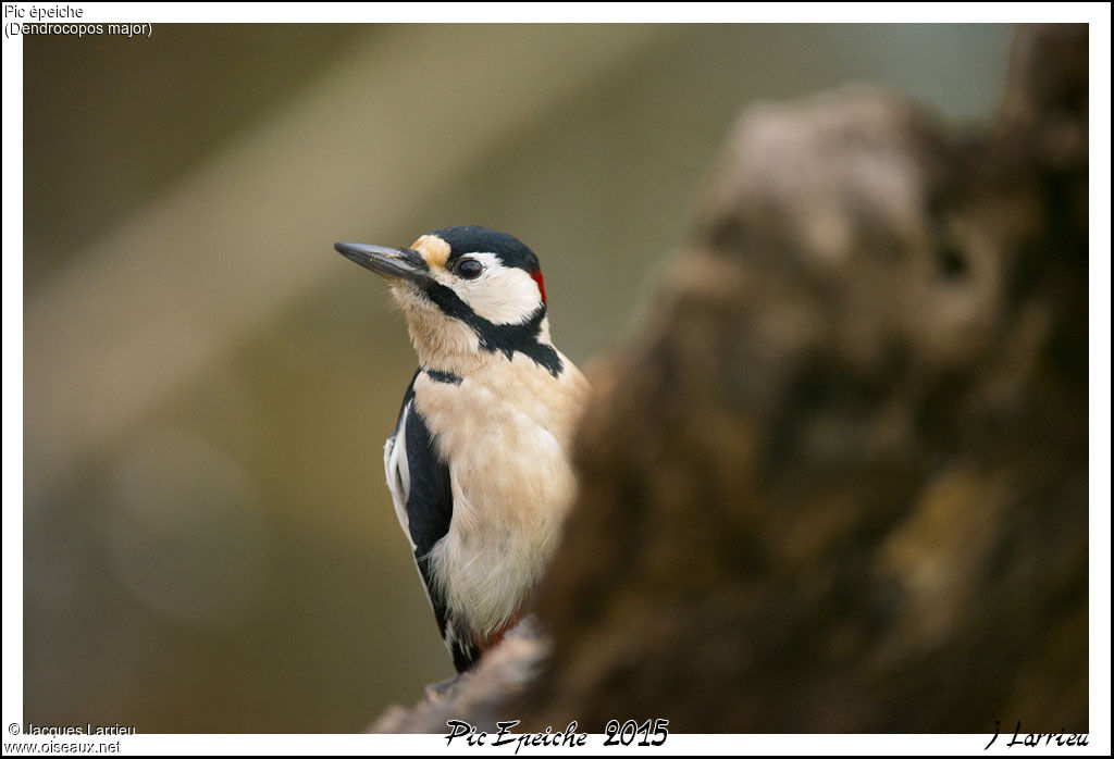 Great Spotted Woodpecker