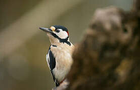 Great Spotted Woodpecker