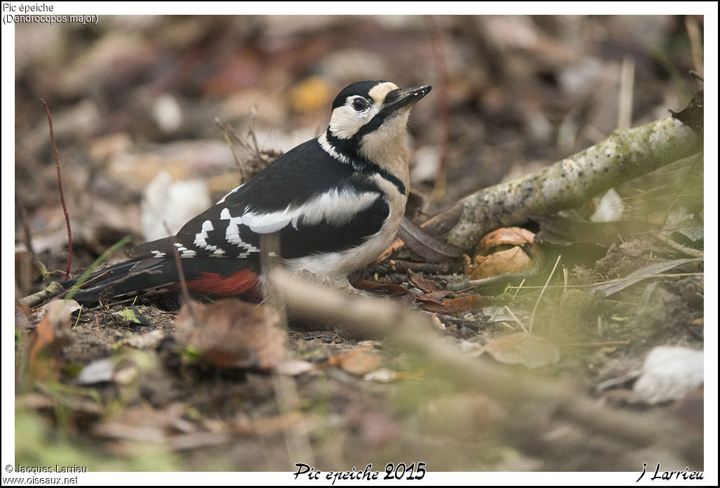 Great Spotted Woodpecker