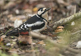 Great Spotted Woodpecker