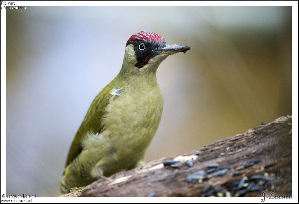 European Green Woodpecker