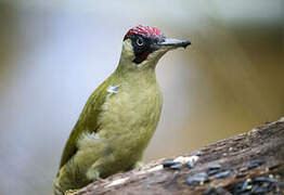 European Green Woodpecker