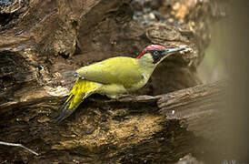 European Green Woodpecker