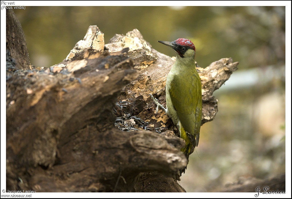 European Green Woodpecker