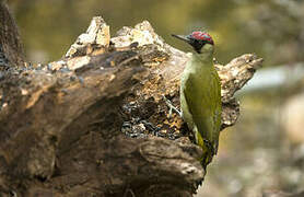 European Green Woodpecker