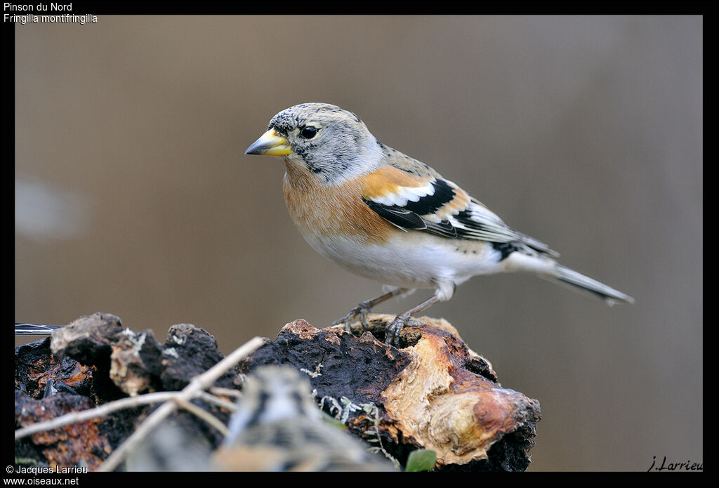 Brambling