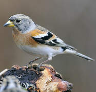 Brambling