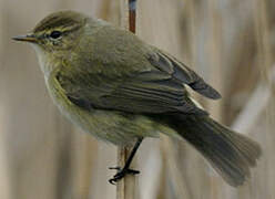 Common Chiffchaff