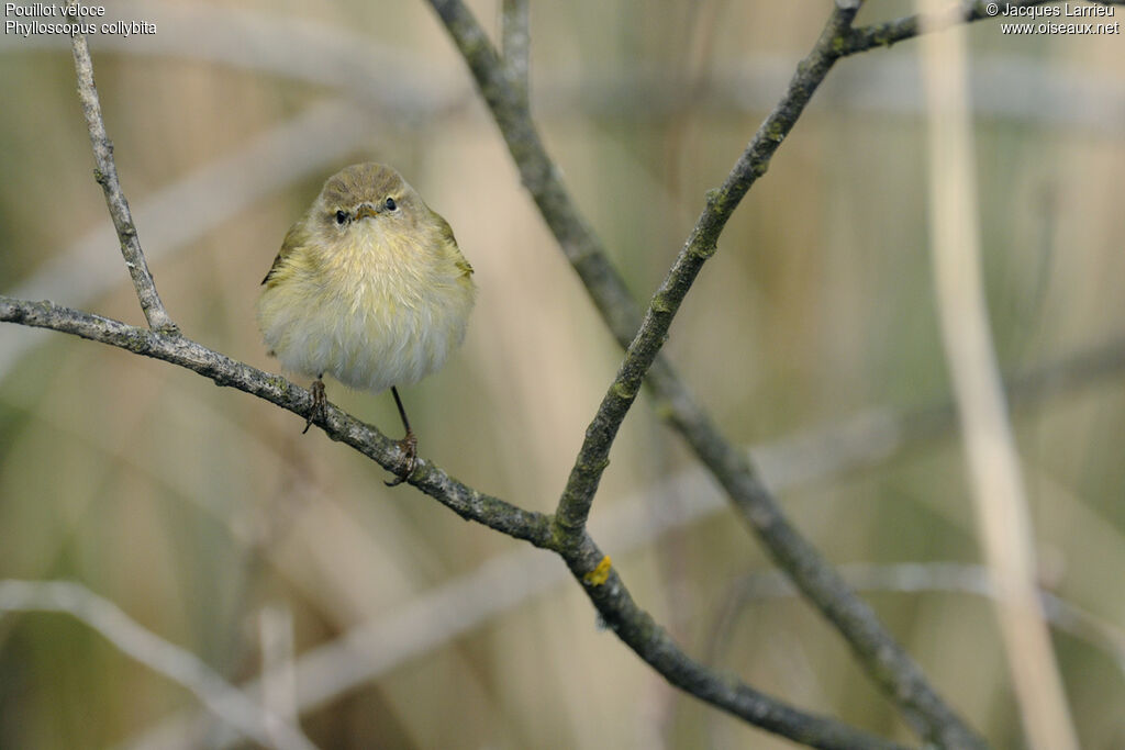 Common Chiffchaff