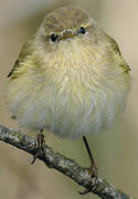 Common Chiffchaff