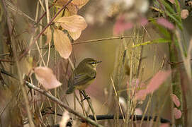 Common Chiffchaff