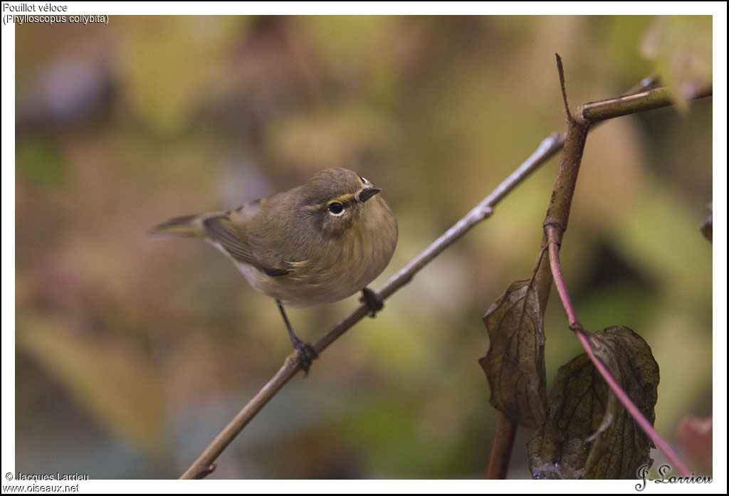 Common Chiffchaff