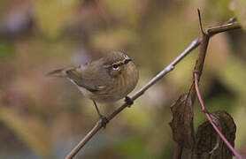 Common Chiffchaff