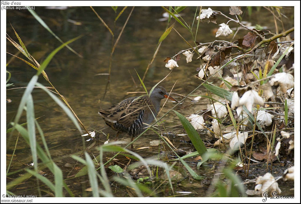 Water Rail