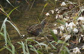 Water Rail