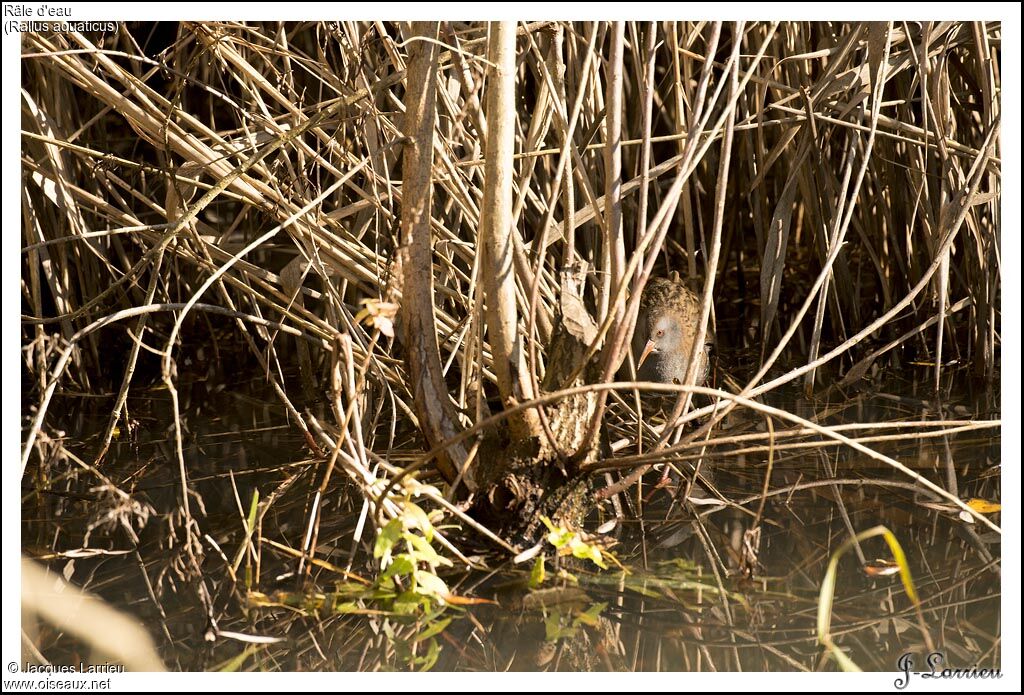 Water Rail