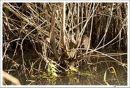 Water Rail