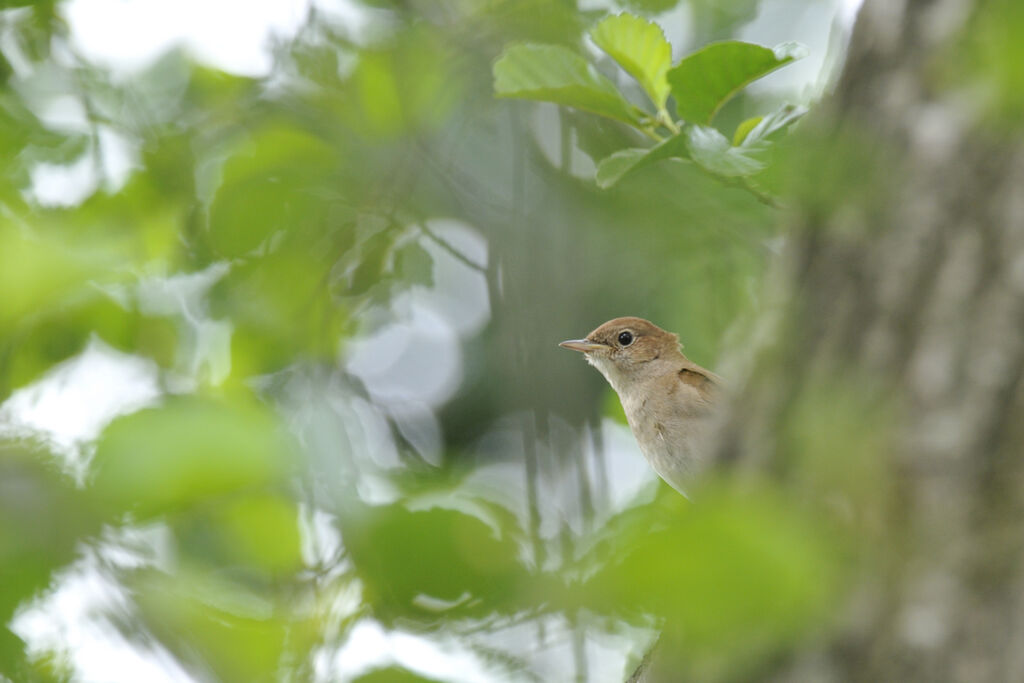 Common Nightingale