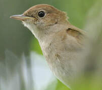 Common Nightingale