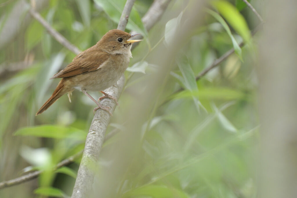 Common Nightingale