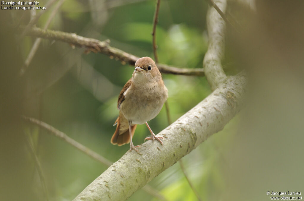 Common Nightingale