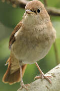 Common Nightingale