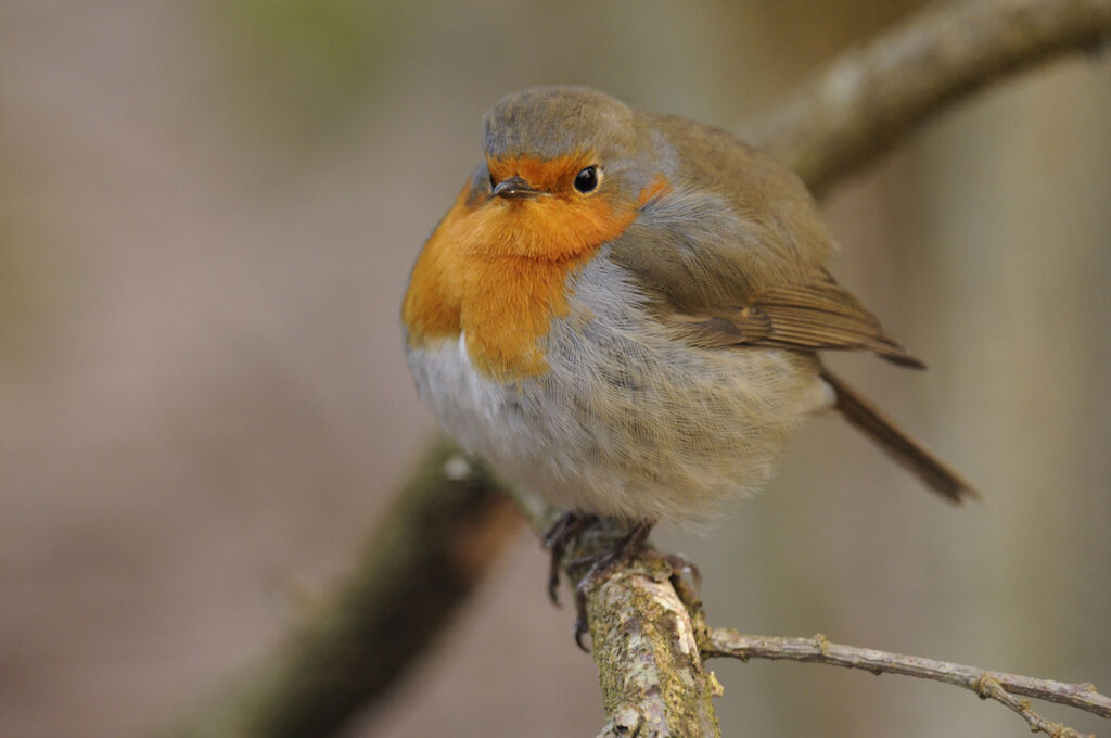 European Robin