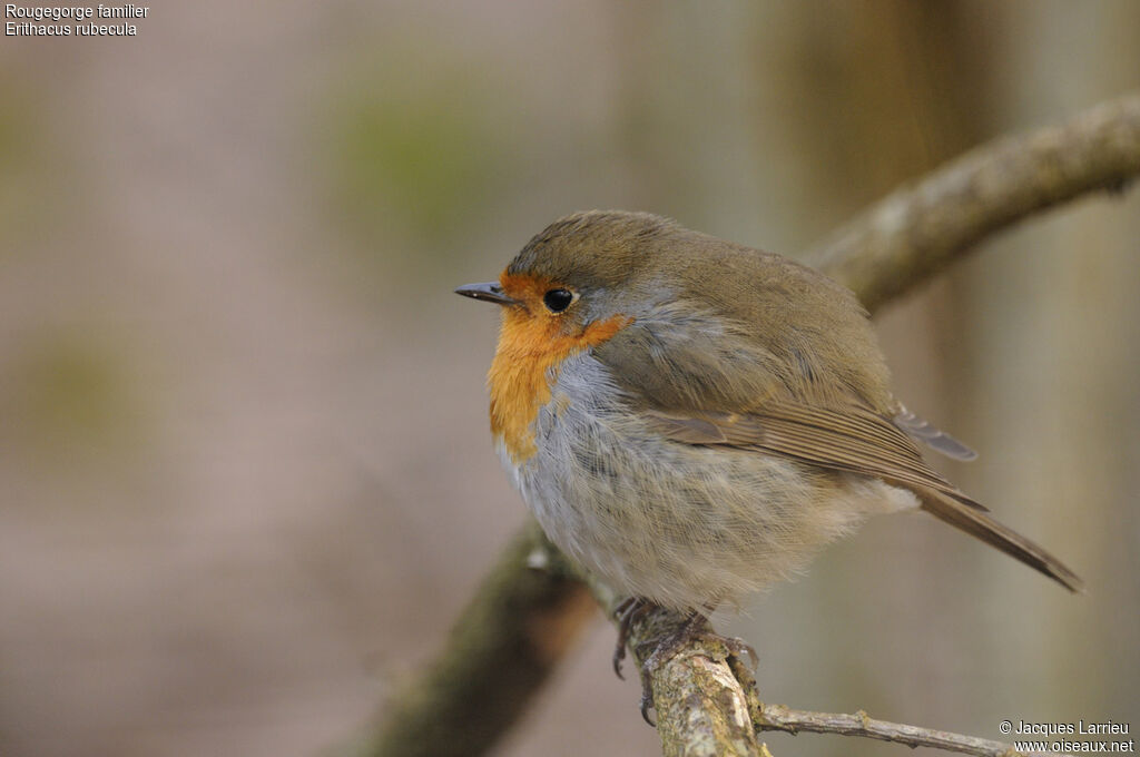 European Robin