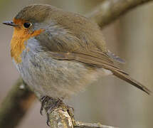 European Robin