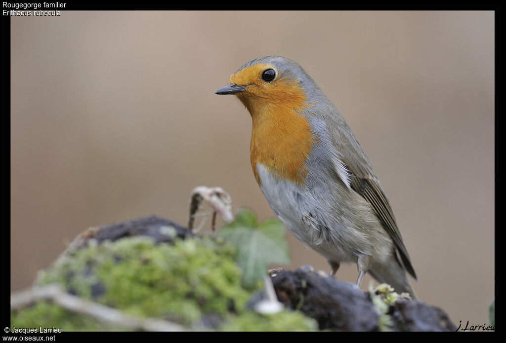 European Robin