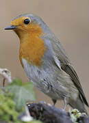 European Robin