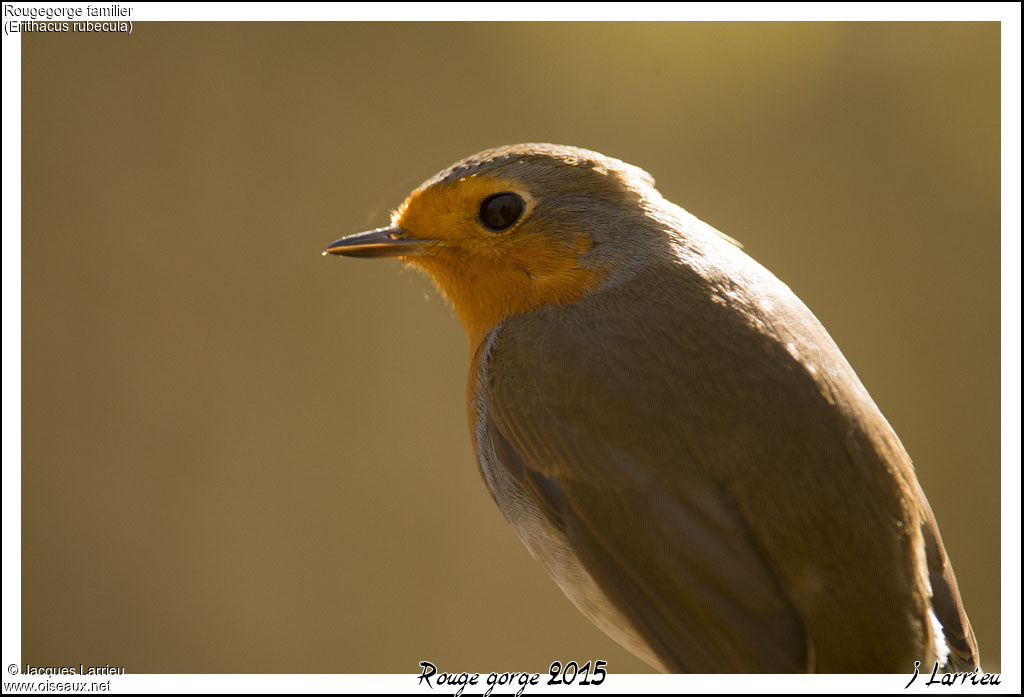 European Robin