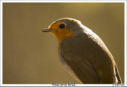 Rougegorge familier