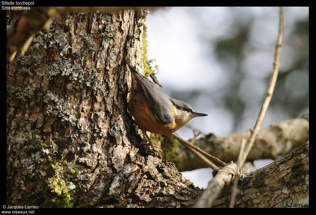 Eurasian Nuthatch