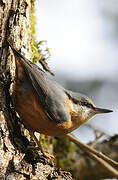 Eurasian Nuthatch