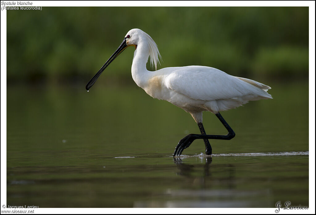 Eurasian Spoonbill