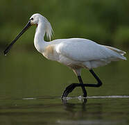 Eurasian Spoonbill